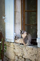 Chats d'animaux sur le rebord de la fenêtre en pierre, extérieur de la maison de campagne, l'été.