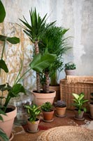 Collection de plantes d'intérieur en pot