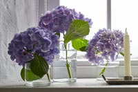 Fleurs d'hortensia dans des vases sur le rebord de la fenêtre