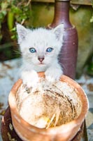 Chaton blanc aux yeux bleus - chat de compagnie