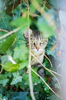 Chat domestique dans le jardin