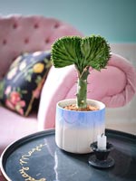 Plante en pot sur la table d'appoint dans le salon moderne