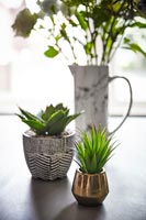 Petites plantes d'intérieur et vase de fleurs