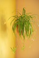 Plante araignée en pot suspendu contre les murs peints en jaune