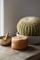 Plante de cactus moderne