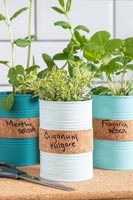 Boîtes de conserve peintes avec bande de liège pour étiqueter les herbes plantées dans les boîtes