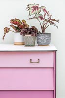 Ensemble fini de tiroirs peints en rose poussiéreux avec des tiroirs de différentes nuances - effet de peinture ombre, groupe de plantes d'intérieur