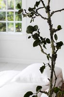 Branches dans une chambre simple cottage blanc
