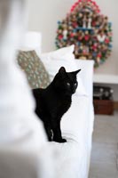 Chat noir sur canapé