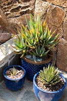 Collection de plantes de cactus