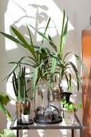 Plantes sur table en verre