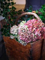 Couper les fleurs d'hortensia en trug en bois