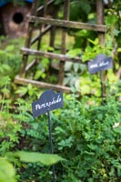 Étiquette de plante décorative dans le jardin d'herbes aromatiques