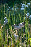 Ornements d'oiseaux parmi les hautes herbes dans le jardin de campagne