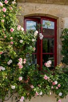 Roses roses poussant autour de l'extérieur de la fenêtre de la maison de campagne en été