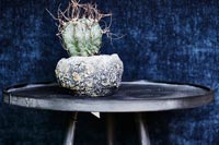 Cactus en pot texturé sur table d'appoint moderne