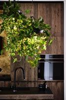 Plante d'intérieur de fuite dans la cuisine en bois moderne