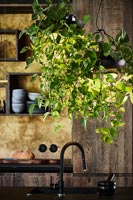 Plante d'intérieur de fuite dans la cuisine en bois moderne