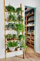 Rayonnage d'échelle rempli de plantes d'intérieur