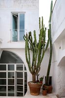 Plantes de cactus en pot à l'extérieur de maison de campagne blanche