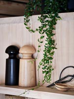 Plante d'intérieur sur étagère dans la cuisine en bois