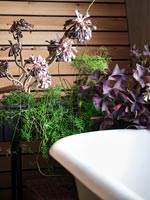 Détail de plantes d'intérieur à côté de bain