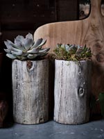 Plantes succulentes plantées dans des bûches de bois - détail