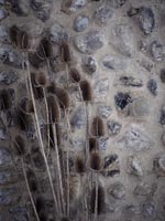 Teasels séchés - têtes de graines contre mur de pierre