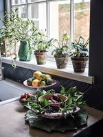 Détail de plantes sur rebord de fenêtre dans la cuisine