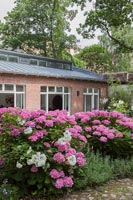 Hortensias à fleurs roses dans le jardin d'été