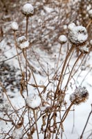 Têtes de graines avec de la neige