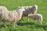Moutons dans la basse-cour