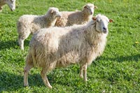 Moutons dans la basse-cour
