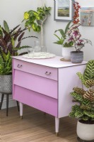 Ensemble fini de tiroirs peints en rose poussiéreux avec des tiroirs de différentes nuances - effet de peinture ombré, entouré d'un mélange de plantes d'intérieur