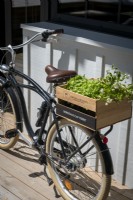 Fort de légumes à salade en boîte à l'arrière du vélo