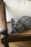 Isabelle - fonctionnalité - chat sur chaise