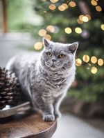 Chat et arbre de Noël