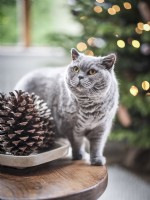 Chat et arbre de Noël