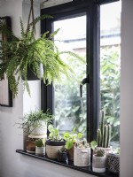 rebord de fenêtre avec pots et plantes d'intérieur