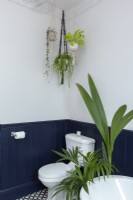 Plantes d'intérieur dans la salle de bain bleue et blanche