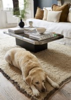 Le chien du propriétaire se détend sur un tapis devant un canapé et une table basse