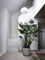 Couloir avec grande plante d'intérieur