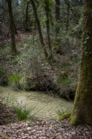 Avis de ruisseau boueux en forêt