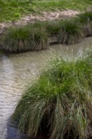 Vue sur la berge herbeuse du ruisseau