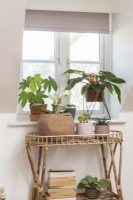 Plantes d'intérieur exposées sur une table en osier