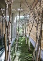 Vue d'arbres plantés dans l'espace entre deux bâtiments contemporains