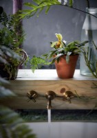 Robinets en laiton placés dans une étagère en bois avec des plantes d'intérieur