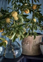 Branches de citronnier dans un vase avec des fruits mûrs