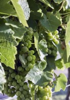 Détail des raisins sur la vigne