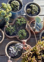 Détail de la collection de plantes en pot sur table de jardin en bois